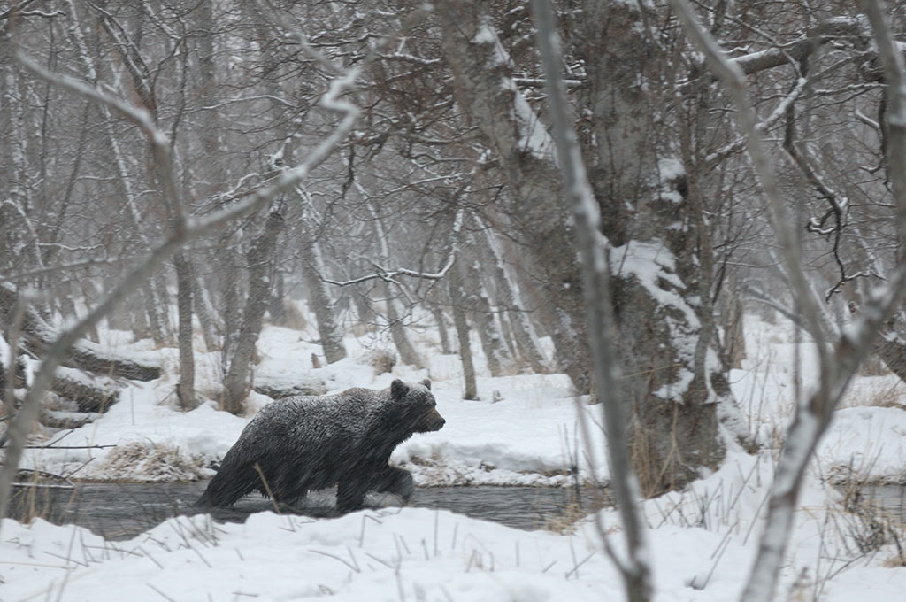 Бессонные медведи 