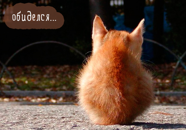 Картинки этих смешных котов развеселят вас за 1 минуту