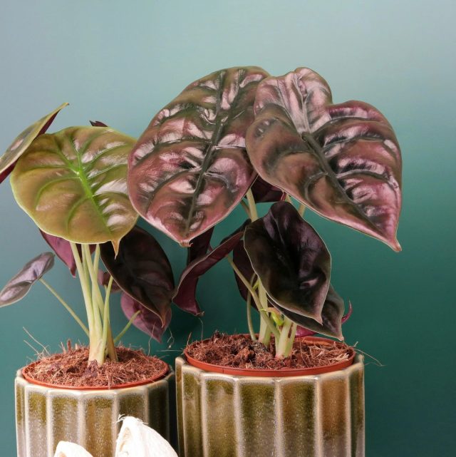 8 прекрасных видов алоказии – живопись в каждом листе комнатные растения,цветоводство