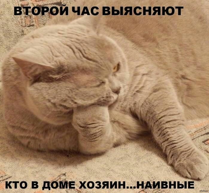 Муркотушки! демотиваторы,животные,позитив,Смешные животные