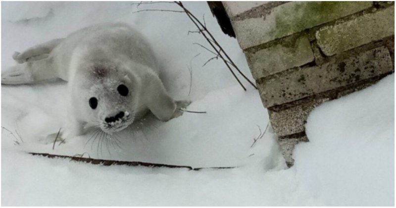 Зоологи спасли отбившегося от мамы тюлененка Гогланд, видео, животные, россия, санкт-петербург, спасение, тюлененок, тюлень