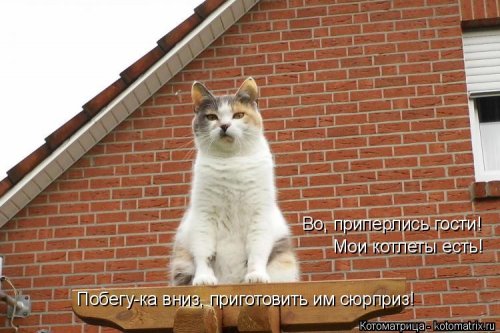 Котоматрицы недели прикольные картинки