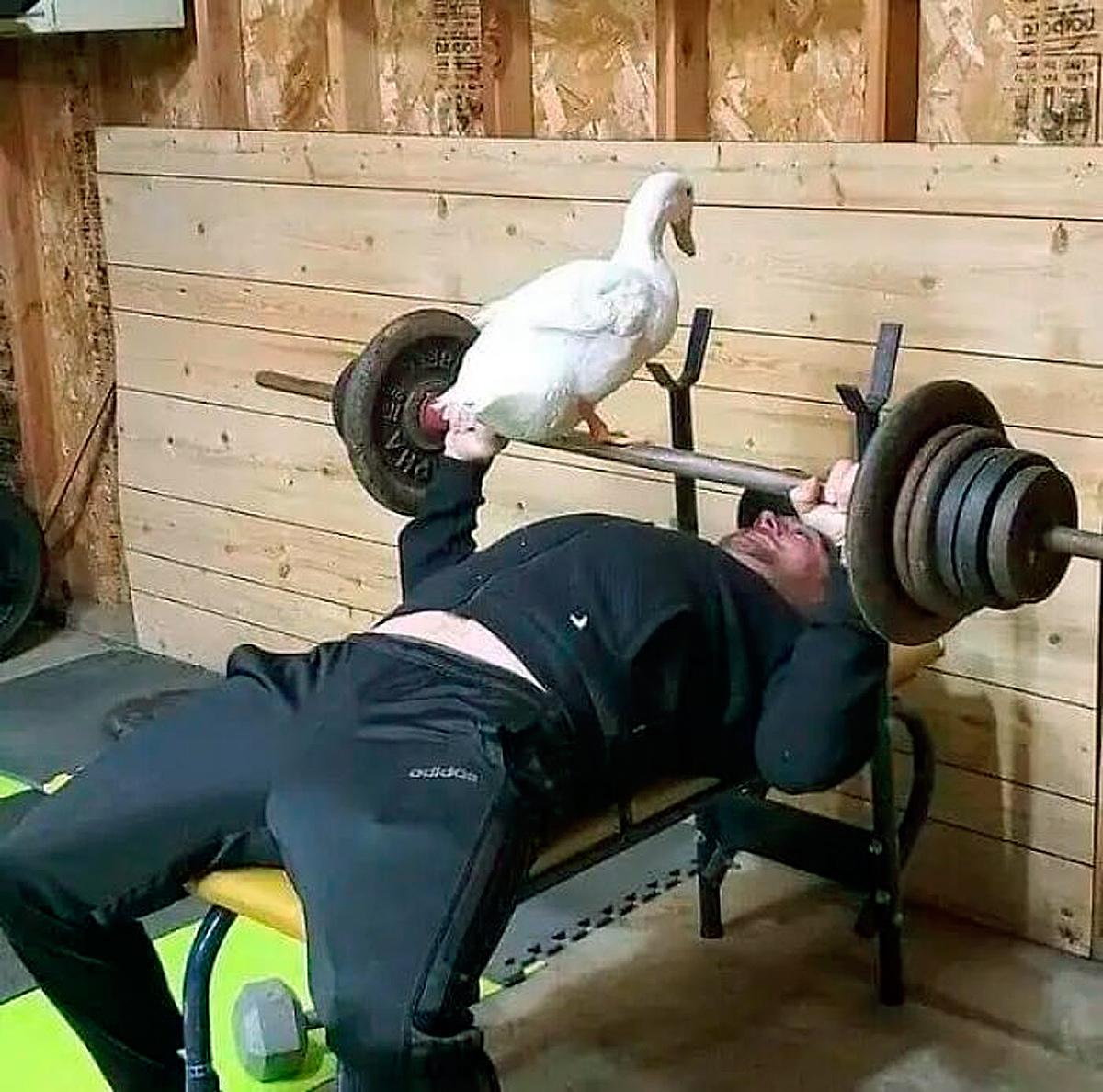 Смешные фото животных с очень грозным видом evergreen,format-article,noindex,Развлечения