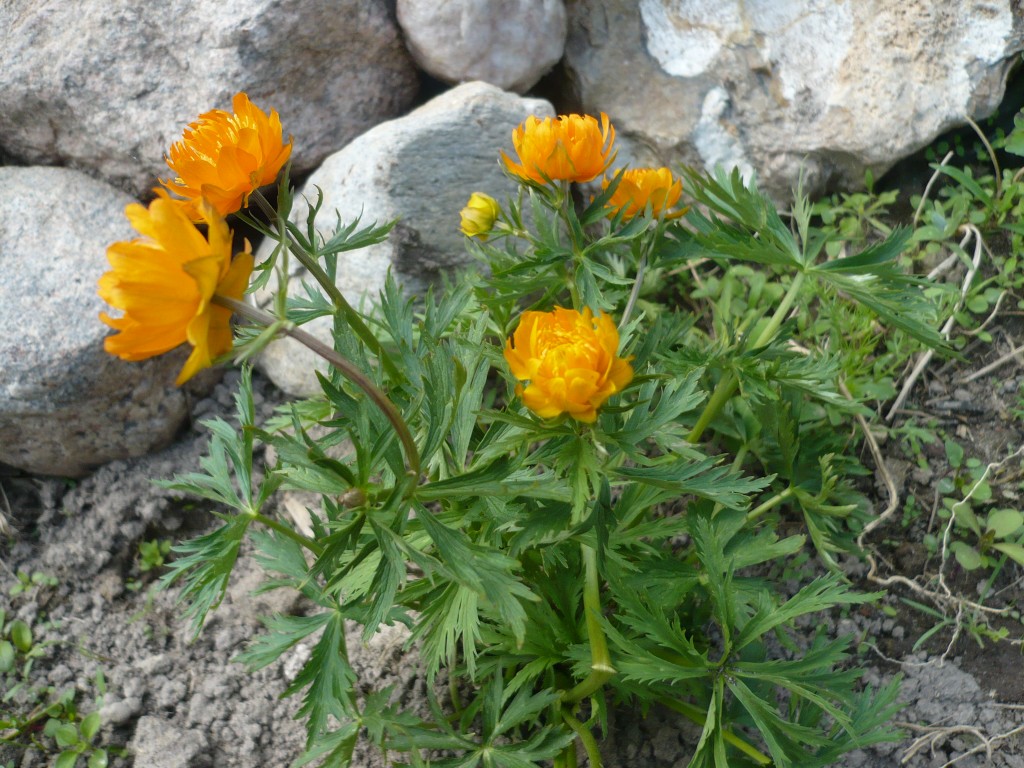 Купальница 20 мая картинки. Купальница Orange Princess. Trollius Orange Princess. Купальница Orange Princess 1 шт.. Купальница оранж принцесс фото.