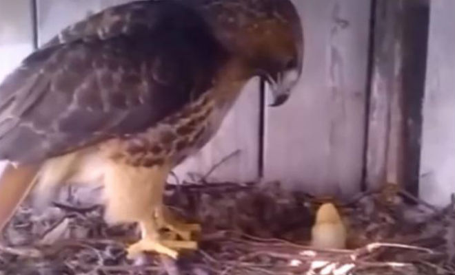 Фермер подложил куриное яйцо в гнездо орла и поставил камеру наблюдения