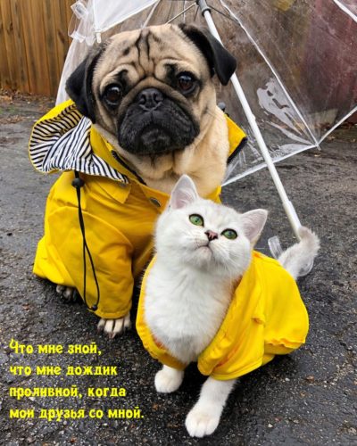 Смешно до слез,  ржачные картинки с надписями