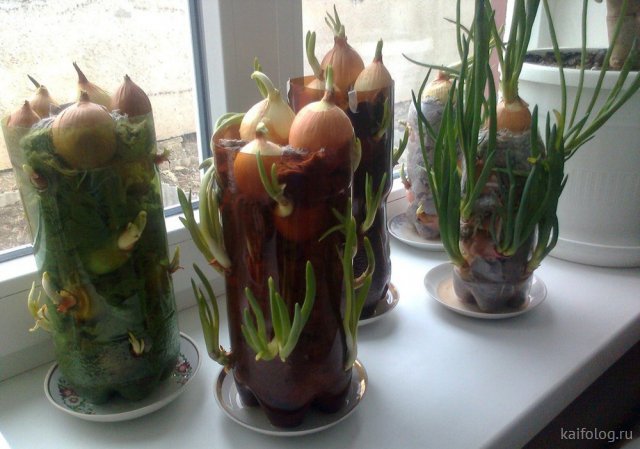 Приколы про лук Приколы про лук