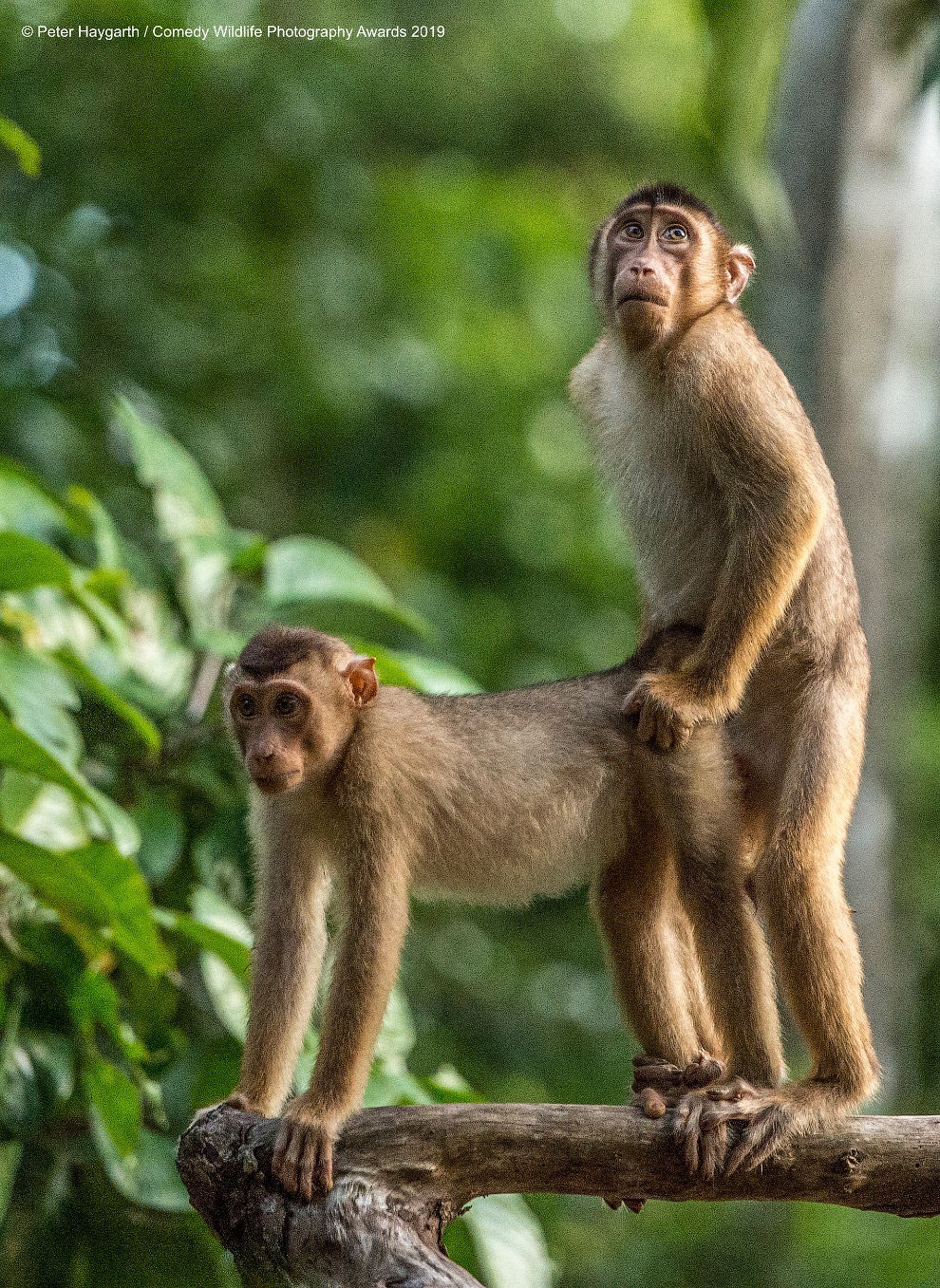 Фотографии финалистов Comedy Wildlife Photography Awards 2019