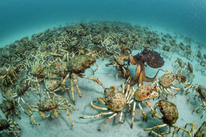 'Crab Surprise' By Justin Gilligan, Australia, Behaviour: Invertebrates Winner