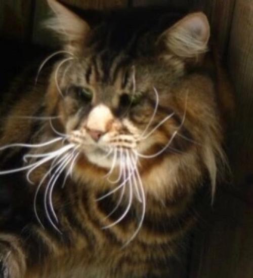 Продукты, которые нельзя давать кошке!