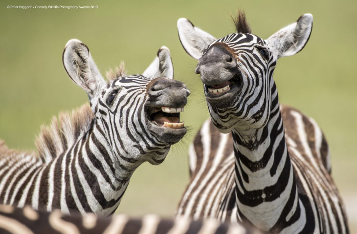 Фотографии финалистов Comedy Wildlife Photography Awards 2019