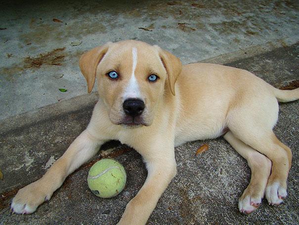 Cамые необычные породы собак Хаски, Husky, Корги, Далматины, Corgi, Dalmatian, Poodle, Пудель, Питбуль, Бассетхаунд, Английский, Бульдог, English, Bulldog, Hound, Шарпеи, Basset, Померанец, SharPei, Золотистый