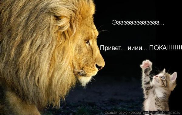 Уфф!!! Ну наконец-то! Котоматрицы великолепные, каждая с доброй улыбкой!!!