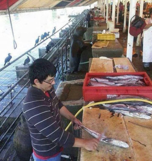 Чужой среди своих, или Свой среди чужих