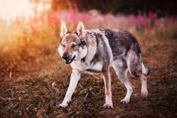 Чехословацкая волчья собака больших, бульдог, до маленьких, питомец, породы, собак, такса