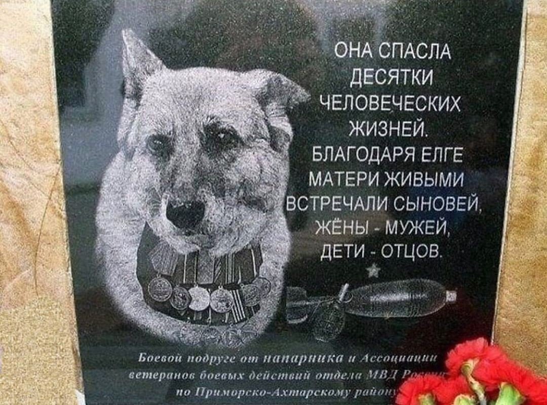Памятник елге собаке