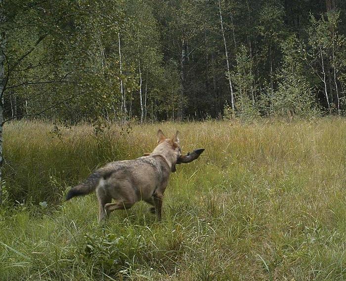 Биолог Сергей Гащак установил в чернобыльском лесу фотоловушки и показал, кто там обитает дикая природа,интересное,природа,Чернобыль