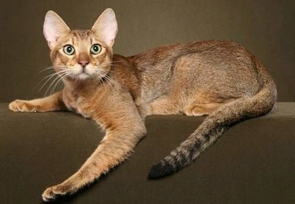 Чаузи: королевская особа с вороватыми замашками не всё так грустно