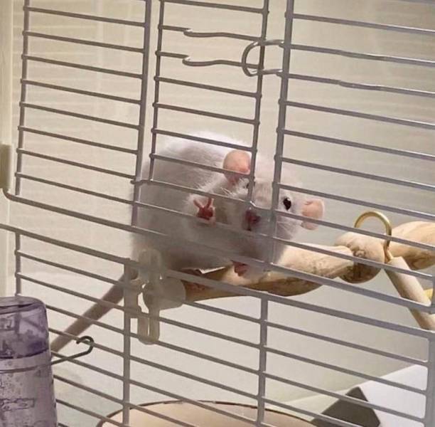 Подборка картинок. Вечерний выпуск Подборка картинок. Вечерний выпуск приколы,смешные картинки,юмор