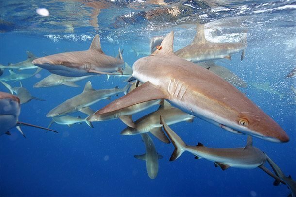 Жертвоприношение акулам акулы, факты, хищники