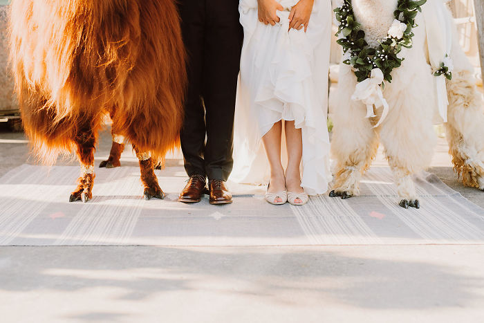 Llamas At The Wedding