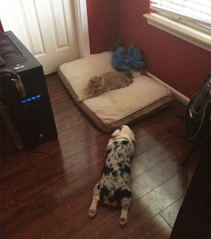 cats-stealing-dog-beds-33-57e104924fc23__700