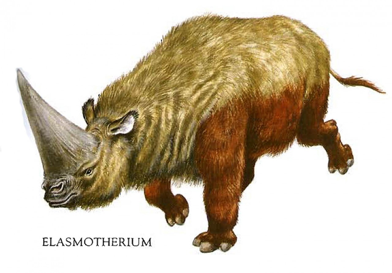 woolly-rhinoceros-elasmotherium