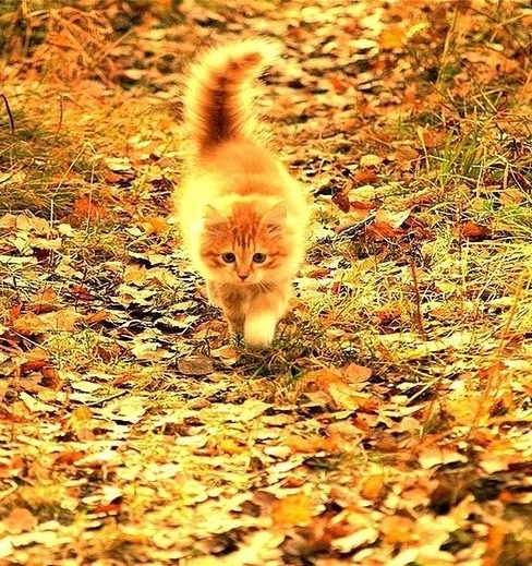 Подборка классных фотографий и шикарных картинок из нашей сети