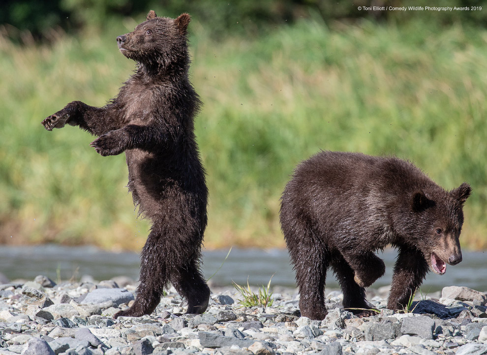 Фотографии финалистов Comedy Wildlife Photography Awards 2019