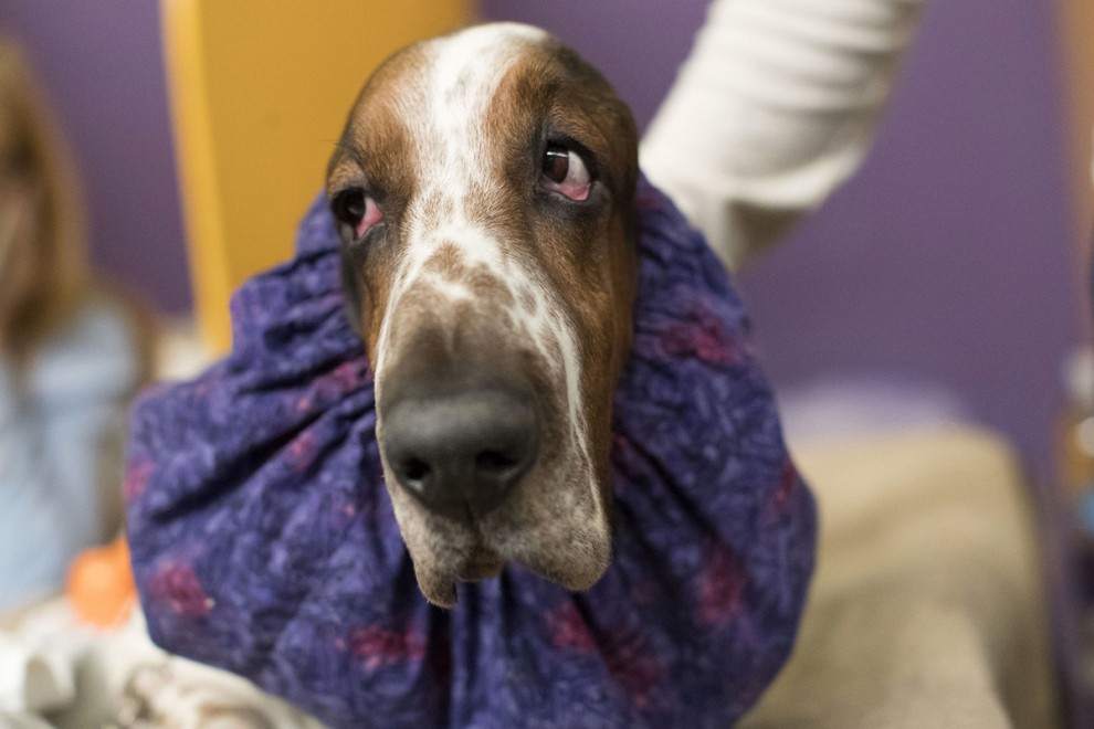 Выставка собак в мире Westminster Kennel Club Dog Show