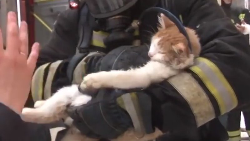 Капитан ДПС спас пострадавшего во время пожара кота в Москве