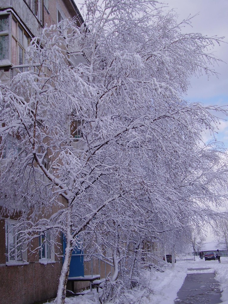 Все деревья в серебре