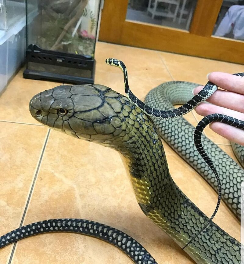 13. 17-летняя и 3-недельная королевская кобра в мире, вещи, интересно, познавательно, размер, фото