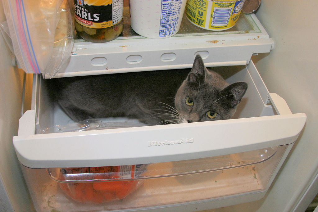 Фотография: Коты в холодильниках №7 - BigPicture.ru