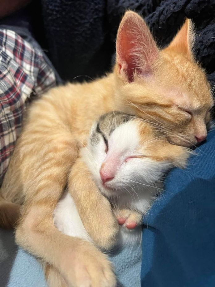 Без кота и жизнь не та