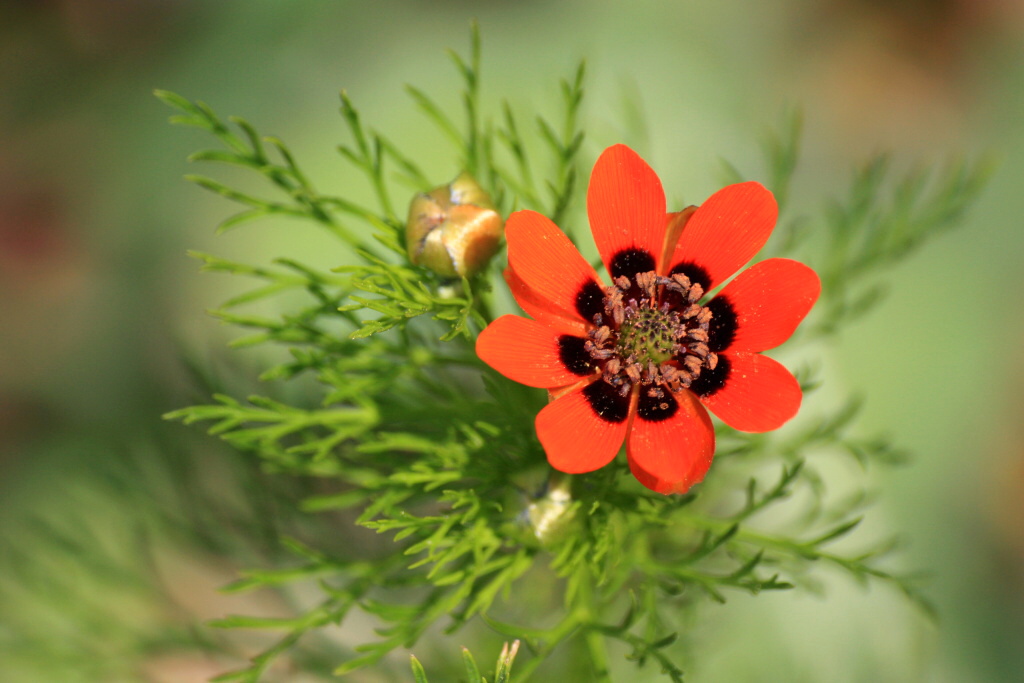 Адонис красный цветок фото и описание