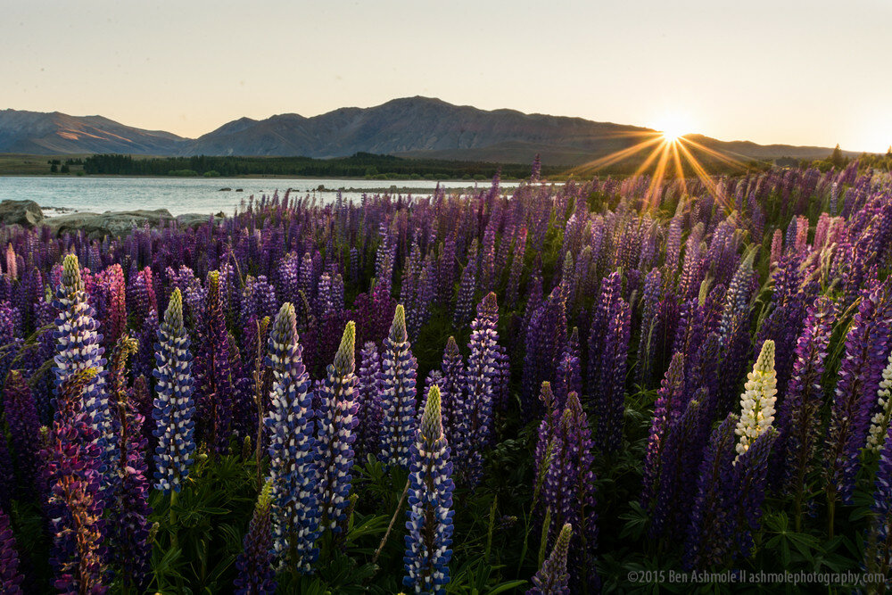 Lupines At Sunrise, Lake Tekapo, New Zealand