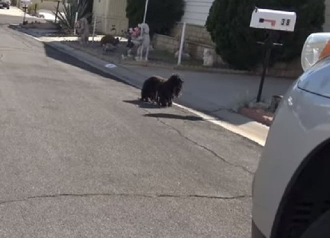 Собака на дороге