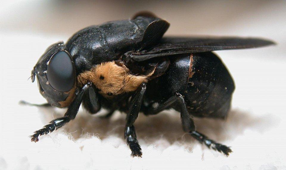 25 самых опасных насекомых на планете может, могут, человека, которые, насекомых, укуса, таких, людей, также, некоторых, переносчиками, являются, пчелы, видов, Африке, муравьев, очень, после, течение, опасных
