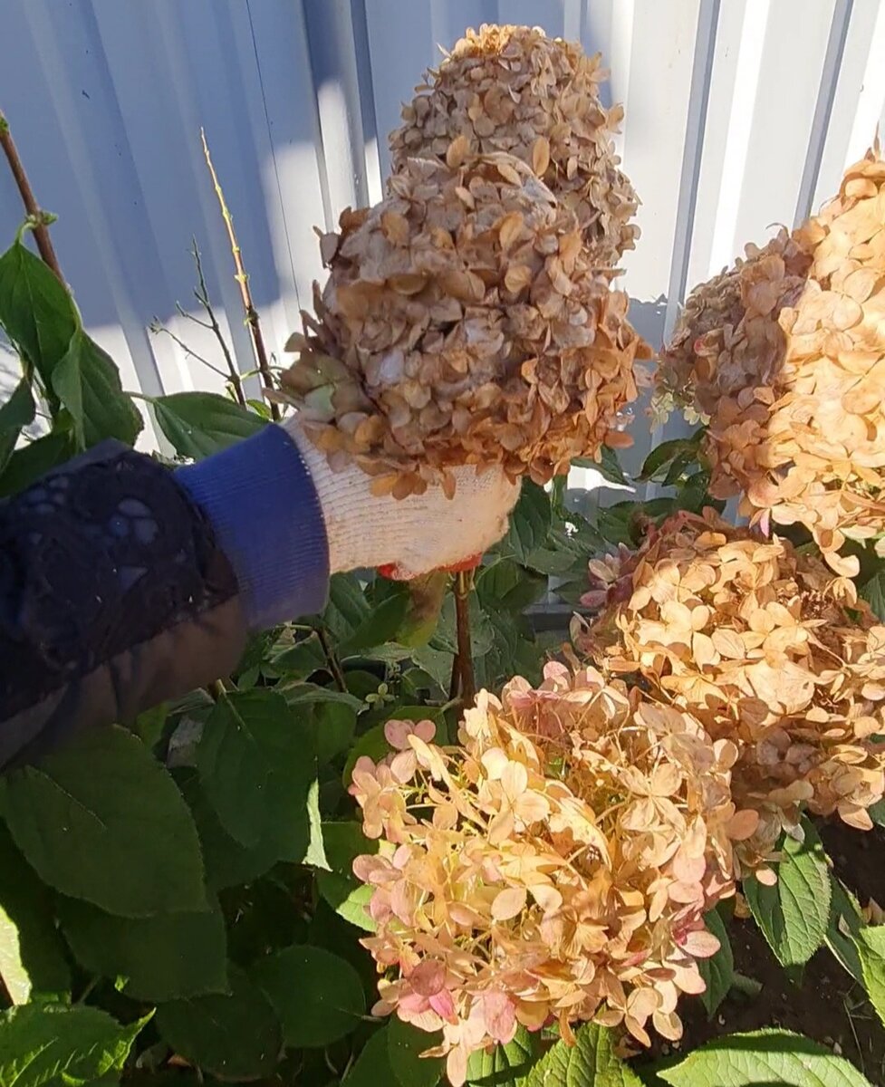 фото обрезки гортензии осенью