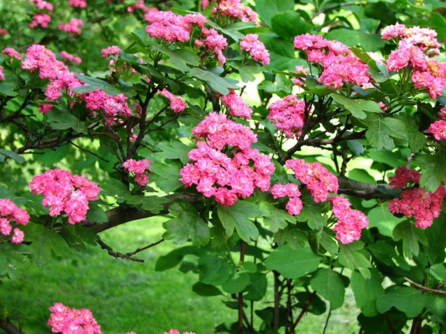 Боярышник обыкновенный, или боярышник колючий (Crataegus laevigata)