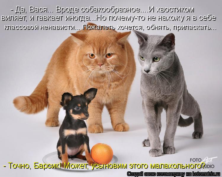 Котоматрица: виляет, и гавкает иногда...Но почему-то не нахожу я в себе классовой ненависти... Пожалеть хочется, обнять, приласкать... - Точно, Барсик! Может, 