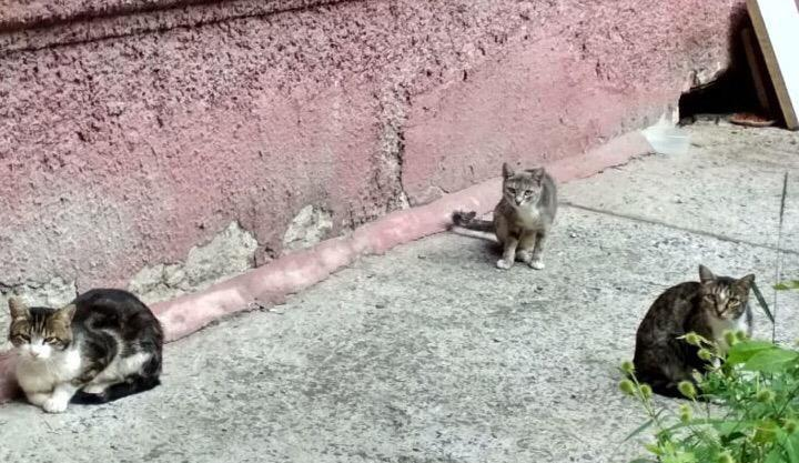 Котята в подвале. Подвальные кошки. Коты в подвале. Котенок в подвале. Подвальная кошка с котятами.