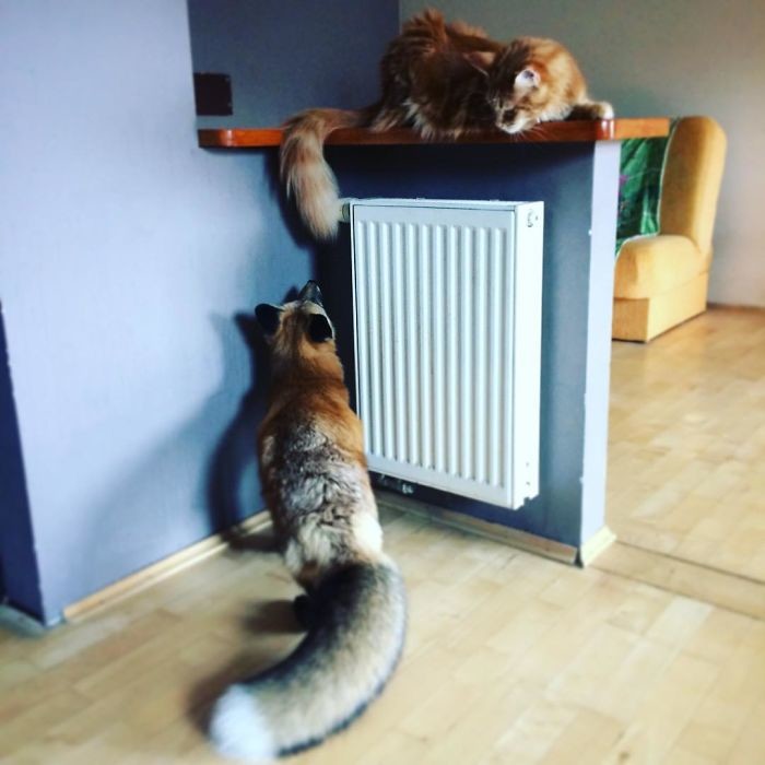 Джей очень дружелюбна... домашние животные, лиса в квартире, питомцы