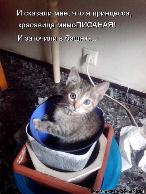 Новая котоматрица для всех (20 шт)
