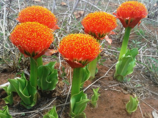 Скадоксус гранатный (Scadoxus puniceus), синоним Гемантус гранатный (Haemanthus puniceus)