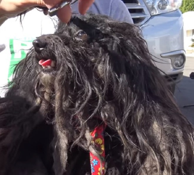 Собака сидит