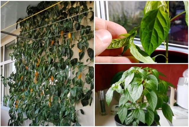 Забор из перца в московской квартире: городской фермер делится опытом Забор из перца в московской квартире: городской фермер делится опытом огород