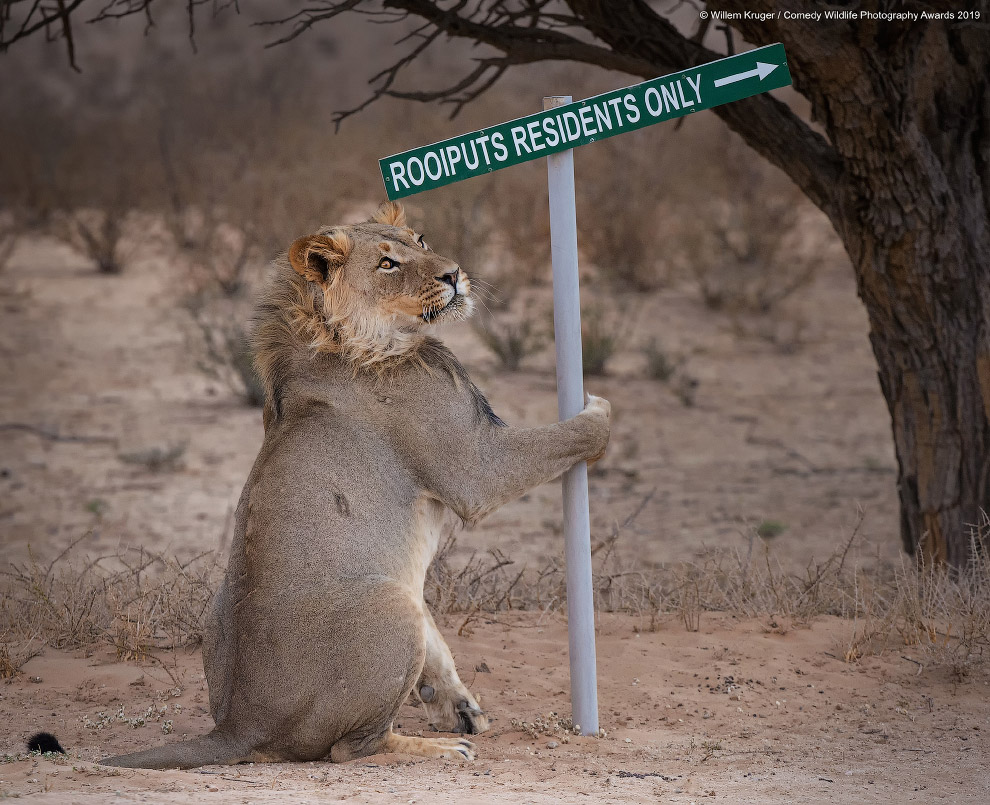 Фотографии финалистов Comedy Wildlife Photography Awards 2019