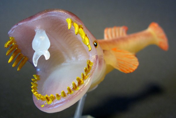 Странное существо морских глубин